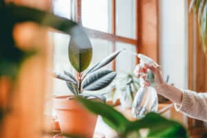 Close up of woman's hand spraying water on houseplants