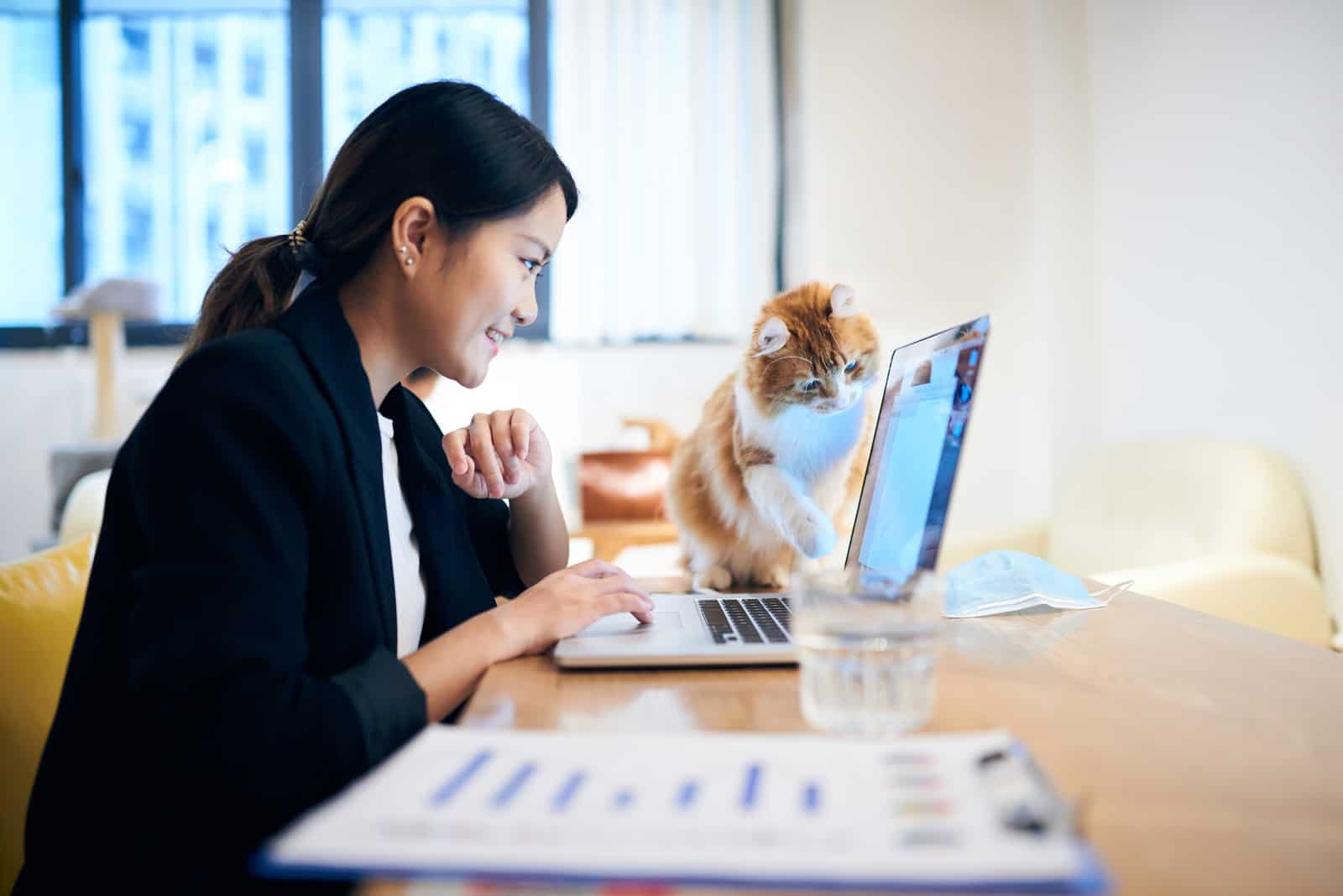 Young Asian woman working on a laptop whilst the cat comes to look inquisitively